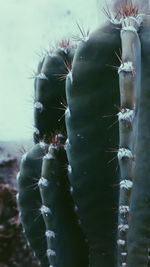 Close-up of cactus plant