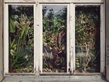 Plants seen through window of abandoned house