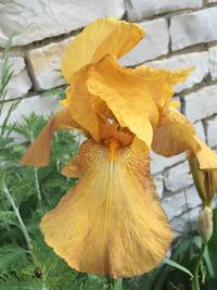 Close-up of yellow flower