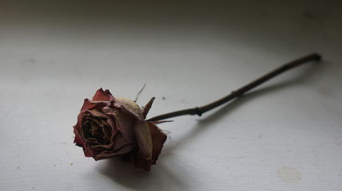 Close-up of wilted rose on table