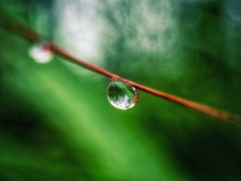 Close-up of water drop on plant