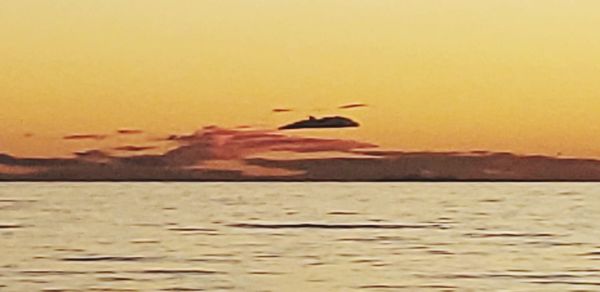 Bird flying over sea against sky