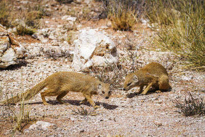 Two yellow mongooses in scrubland in kgalagadi transfrontier park, south africa