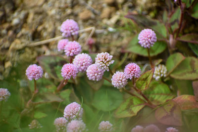 Close-up of pink flowering plants