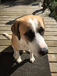 Dog relaxing on footpath