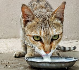 Close-up portrait of cat in bowl