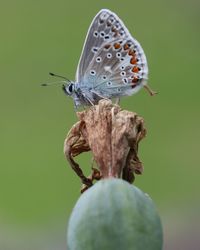 Close-up of butterfly on flower