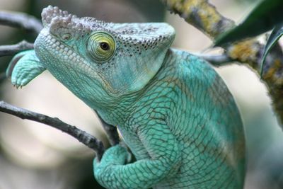 Close-up of lizard