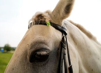 Close-up of a white horse head