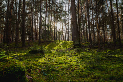 Trees growing in forest