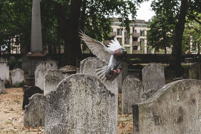 View of seagull flying against the wall