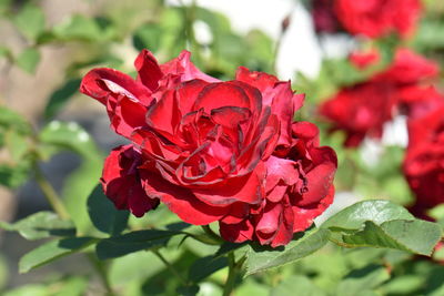 Close-up of red rose