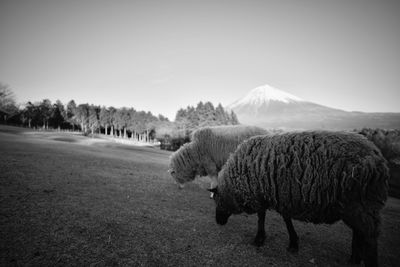 Sheep grazing on grassy field against sky