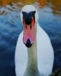 Close-up of swan swimming in lake