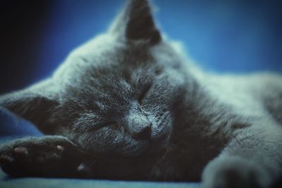 Close-up of cat sleeping