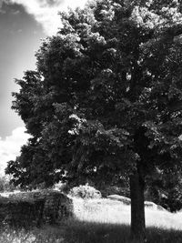 Trees against sky