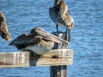 Birds perching on wooden post in lake