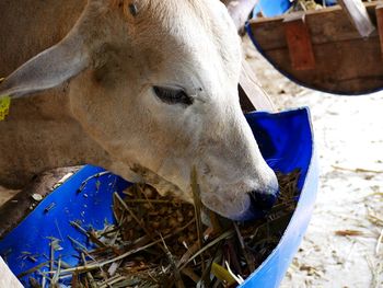 Close-up of cow