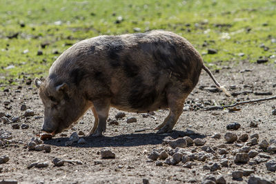 Elephant walking in a field