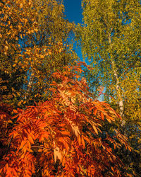 Low angle view of autumnal trees against orange sky