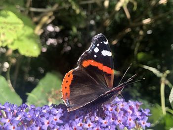 Close-up of butterfly pollinating on purple flower