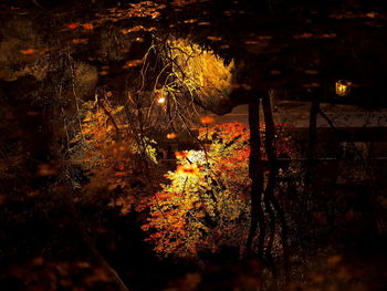 Close-up of trees in forest at night