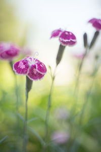 Close-up of purple flowers blooming outdoors