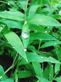 Close-up of raindrops on leaf