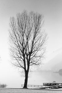 Bare trees on field