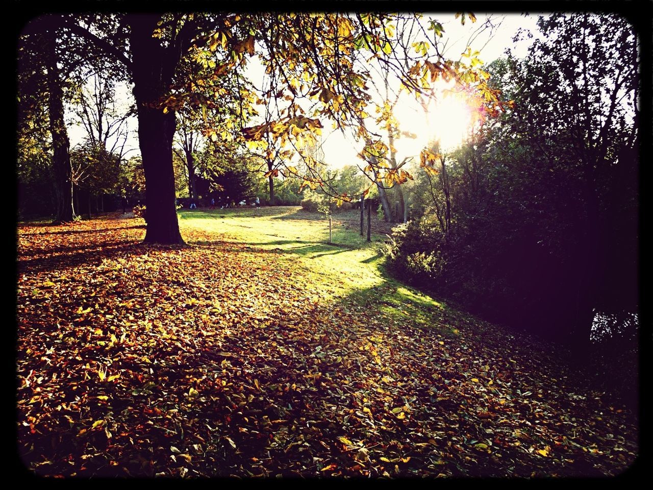 transfer print, tree, auto post production filter, sun, sunlight, sunset, sunbeam, tranquility, the way forward, nature, tranquil scene, lens flare, beauty in nature, sky, scenics, footpath, outdoors, growth, no people, shadow