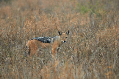 Black backed jackal standing in the grass