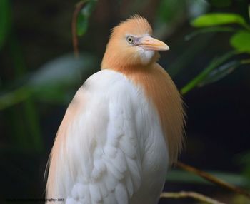 Close-up of bird perching outdoors