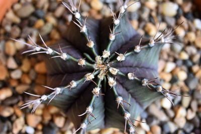 High angle view of dried plant on land