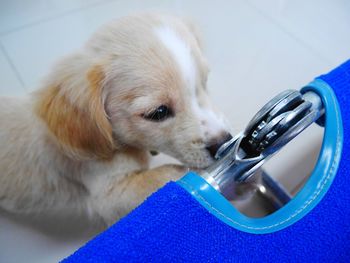 Close-up of dog sticking out tongue