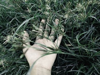 Shadow of person on grassy field
