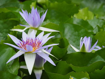 Close-up of water lily blooming outdoors