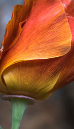 Close-up of flower