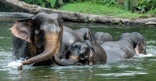 Elephant with calf in river