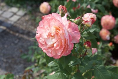 Close-up of pink rose flower