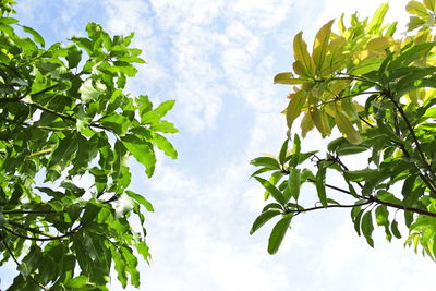 Low angle view of leaves against sky