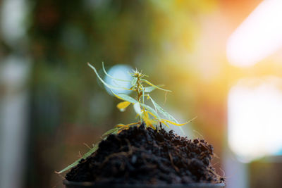 Close-up of insect