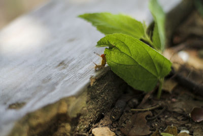 Close-up of green leaves on wood