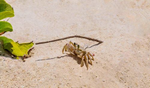 High angle view of crab on sand