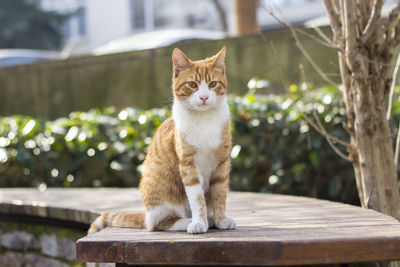 Portrait of ginger cat sitting on seat in park
