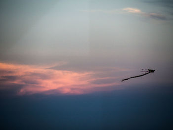 Silhouette bird flying against sky during sunset