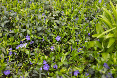 Close-up of purple flowering plants on field