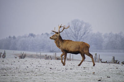 Deer on snow covered land