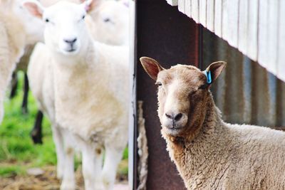 Portrait of sheep standing by fence