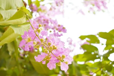 Close-up of pink flowering plant