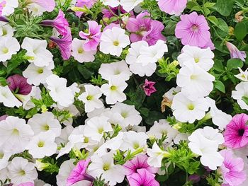 High angle view of purple flowering plants